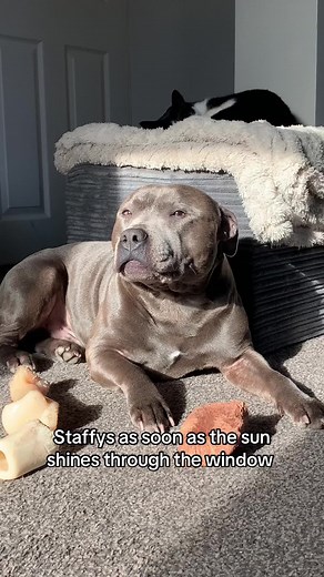 Staffys Enjoying the Sun: A Playful Lifestyle