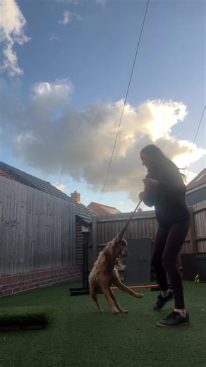 Home training session with Nemo today 🐾 We worked on some agility skills and a bit of Flyball too. Nemo is really starting to understand the feet target now 🔥 It’s always the best feeling when you can see things finally click in their brain. So proud of my clever boy for always trying his best 🧡 Dory also had her own little home training session today… video coming next 👀✨ #dogtraining #flyballdog #agilitytraining #smartdog #dogsoftiktok
