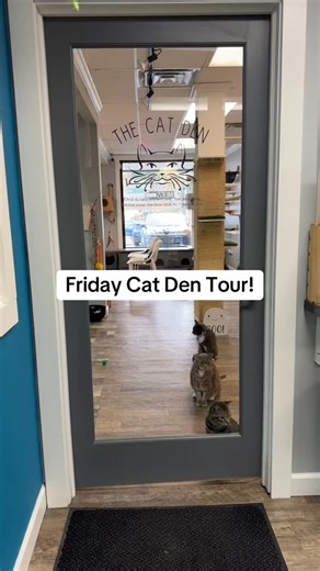 118 reactions · 7 comments | Friday Cat Den Tour!  We have 27 kitties for you to hang out this weekend! Book your reservation on our website or stop by to see if we have walk-in time ➡️ www.purrfectmugscatcafe.com Stop by anytime for a drink or to shop the gift shop! #catcafe #catdentour #purrfectmugscatcafe | Purrfect Mugs Cat Cafe | Facebook