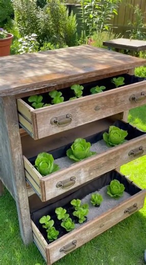 This simple trick guarantees sweet strawberries and fresh lettuce.