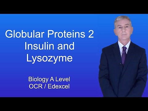 A Level Biology Revision "Globular Proteins 2 Insulin and Lysozyme"