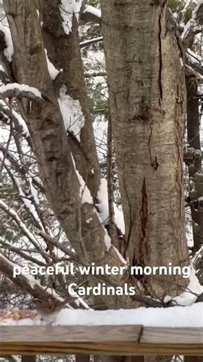 Winter Morning look closely you can see the female Cardinal in the tree watching the Male