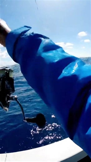 The Moment the Shark Fought Back