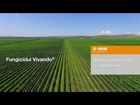 Protecția eficientă a viței de vie împotriva făinării: fungicidul Vivando®