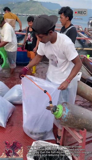 Safe and effective oxygen pumping for live fish! #video #viral