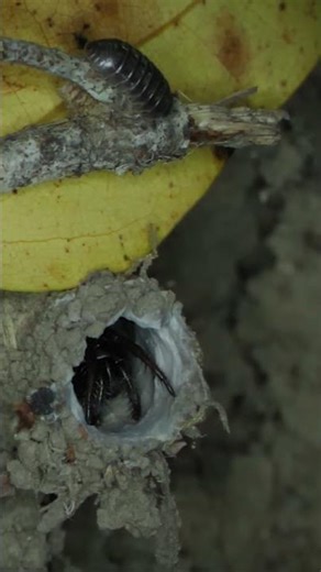 This Ruthless Spider Is the Master of the Jump Scare | #DeepLook #Shorts