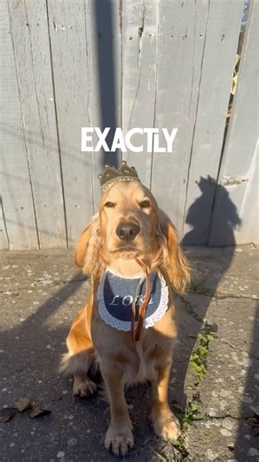 💩 #puppy #cockerspaniel #englishcockerspaniel #pets #dogmeme