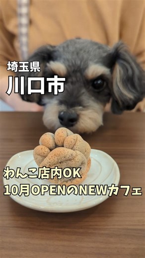 関東の犬カフェ&ドッグラン巡り on Instagram: "詳細はこちら→ ◆Dog days Cafe @dog.days_cafe.2025 【基本情報】 - 住所：埼玉県川口市西川口２丁目１１−１０ - 営業時間：11時〜18時 - 定休日：水木（変わることあり） - 駐車場：なし（近隣コインPあり） - 電車：西川口駅から徒歩10分 【わんこ】 - 店内ok - 大型犬ok - カートok - メニューあり - フリースペースあり（要マナーパンツ） ※その他注意事項が公式インスタにあるので、事前にチェックしてね🤗 ----------------------------------- 西川口に新しくオープンしたドッグカフェに行ってきたよ！ お店の方がとっても優しかったです☺️ 綺麗だしくつろげるしわんこメニューもあるし、とってもオススメ✨ 小さいけどわんこをフリーにできるスペースもありました🙌 ◆動画内のメニュー かぼちゃのチーズケーキ 600円 シフォンケーキ 400円 コーヒー 500円 🐶ケークサクレ 380円 🐶肉球シフォンケーキ 150円 素敵なペット可カフ
