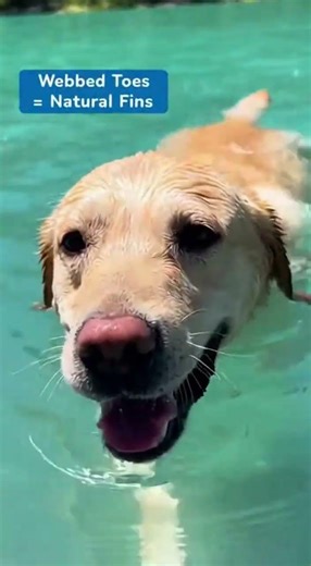 Why do labradors love water?🐶💧