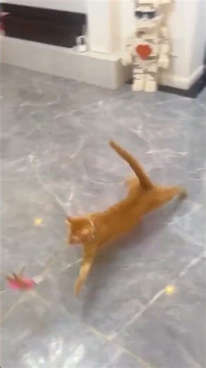 This Cat's Wildest Chase Ever!