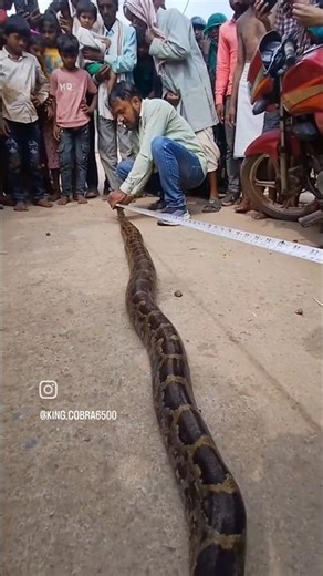 Python rescue in Parasmaniya Valley #snake #pythan#wildlife #cobra