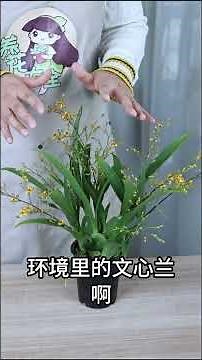 文心兰盆栽，收到后怎么养护？
