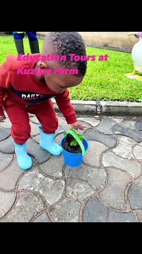 3.4K views · 15 reactions | No age limit to learn about farming Kuzipa Farm loves educating children in a fun learning environment!Bring your students to our farm for a day of hands-on learning on farming. No matter what age, your students are certain to learn something at Kuzipa Farm. Call 0977460577 for bookings. | Kuzipa Farm | Facebook