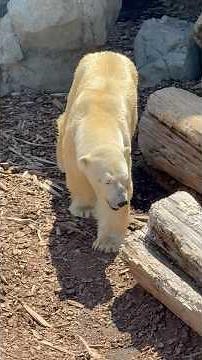 #shorts ホラ見つかった♪ボク天才でつ🐻‍❄️ 豪太くんの ホッキョクグマガイド 男鹿水族館GAOにて 2026年5月22日