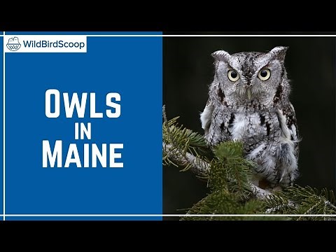 Owls In Maine: 11 Species To See In The Pine Tree State