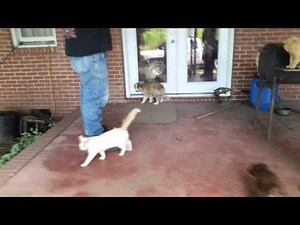 Australian shepherd / Great pyrenees puppy