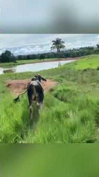 BOIADA vs BORDER COLLIES 😱 #pecuarista #manejodegado #vidanocampo