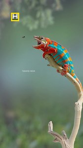 ❤️love the nature❤️ | predatory chameleon . . . #reels #instagramers #instagramreels #reelsinstagram | Instagram