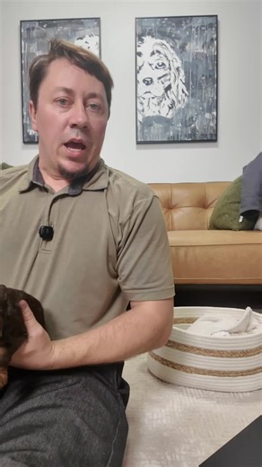 Charming Chocolate and Tan Cavalier King Charles Spaniel Twins