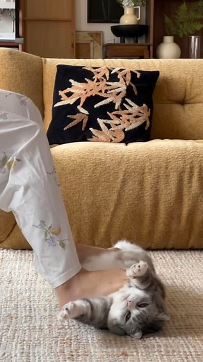 PORORO on Instagram: "Keset penghilang stress #kucinglucu #kucing #cat #catlover"