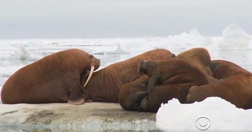 Pacific walrus faces growing threat
