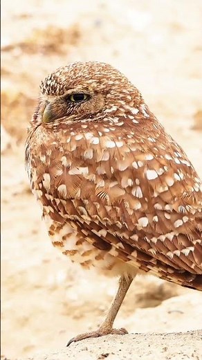 The Owl That Lives Underground! 🦉 | Amazing Facts About the Burrowing Owl #wildveill #ytshorts