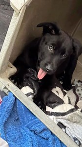 29 reactions · 5 comments | This gorgeous female. pup is 11 weeks...