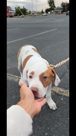 #americanbully #pitty #pitbull #bully #xlbully