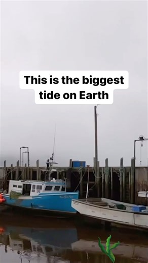 Here in Nova Scotia, the Bay of Fundy is renowned for having the highest tidal range in the world, showcasing dramatic tidal fluctuations and supporting diverse ecosystems The nutrient-rich waters, cold temperatures, and rocky substrate provide ideal habitats for kelp growth and proliferation! #kelp #novascotia #lamer | Nova Scotia Fisherman