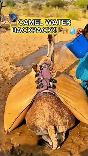 The Camel Water Backpack – Desert Survival Water Transport Hack 🐪💧