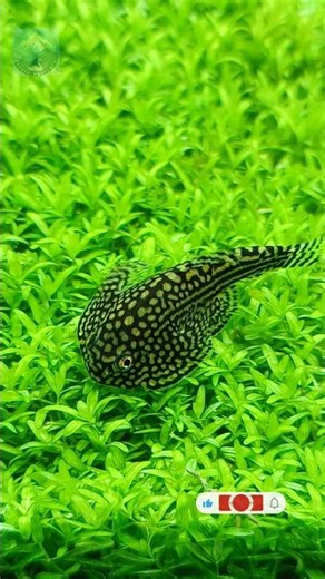 Butterfly Hillstream⛰️🐟Loach | 4K | The Mini River Dragon of Aquariums | #shorts #exoticaquariumfish