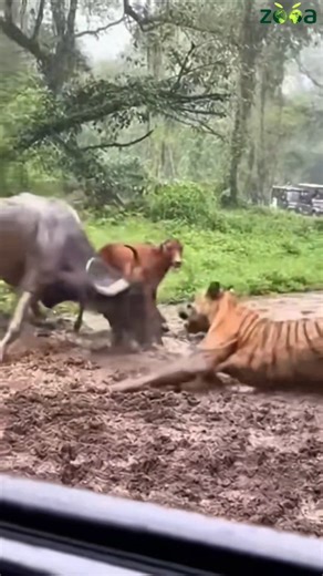 How Animals Behave When No One Expects It #shorts