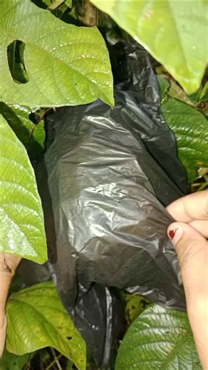 Sepi on Instagram: "Labat Root Fruit 😍 #vidioreelsfypviralsorotan"