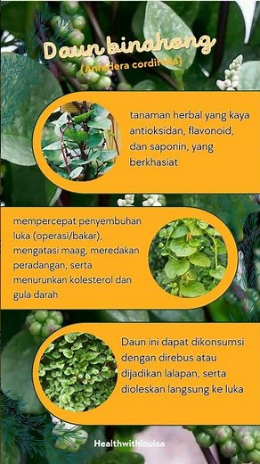 Sudah tahu manfaat daun binahong? #binahong #tipssehat #obatalami
