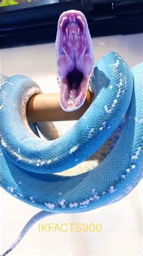 **Blue Tree Python** — duniya ke sabse rare snakes me se ek! #shorts #ytshorts