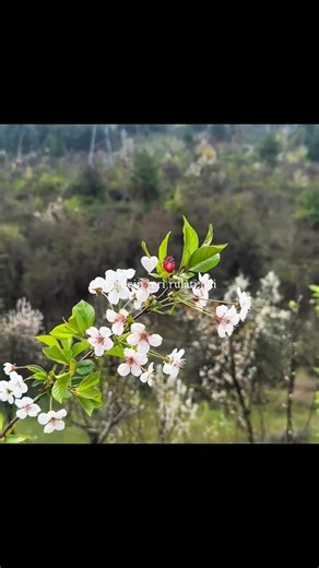 Tadpati Hai Teri Baatein Or Yaade Teri Rulati hai #lyrics #song #lyricsvideo #lyricsstatus #shorts