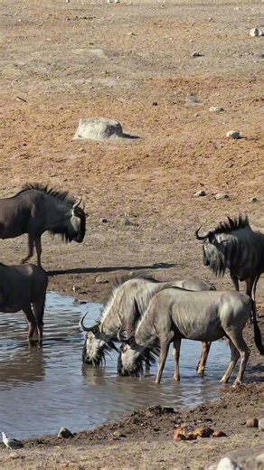Blue Wildebeest at Etosha National Park in Namibia.