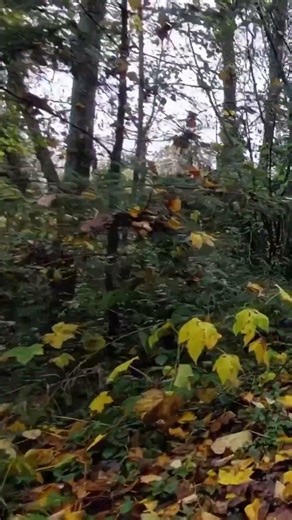 Walking Back Through Fallen Leaves #21 🍂 | Forest Path