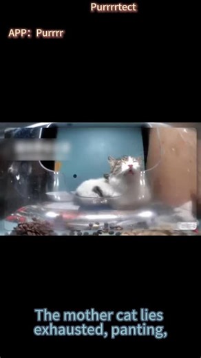 From Cold Pavement to Warm Hearts: A Rescue Story