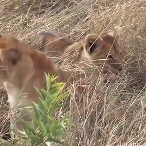 2M views · 292 reactions | The King Lion movie real life! Hyena destroy Lion cub ,Mother Lion save cub escape from Hyena | HairStyle Trick | Facebook