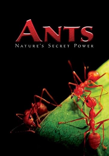 Ants - Nature's Secret Power - stream online