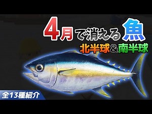 【あつ森】4月で消える魚を全て紹介！魚影や出現時間・条件・値段・釣り方のコツも徹底解説！マグロやカジキ、シイラなどレア魚を効率よく釣る方法【あつまれどうぶつの森 4月魚図鑑コンプリート】