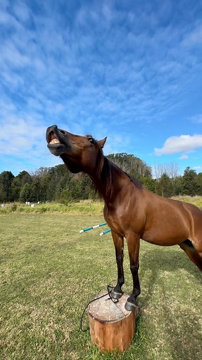 Willow is just so ridiculously cute and clever 🥹First little groundwork and play together since I arrived home yesterday and she was so much fun! She really loves doing groundwork and liberty work/play 🙌 this is the kind of ‘work’ I like to do for a couple sessions with both Willow and Oakley before I ride again after having a few weeks off. Just so we can bond again and enjoy some time together reconnecting. I always struggle coming home from holidays because it feels like ‘did that just happ