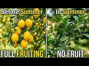 Why Your Lemon Tree Goes Empty In Summer (Commercial Growers Know The Fix)