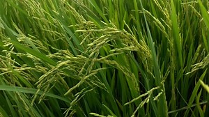 Rice, Tree Rice, Field. Free Stock Video
