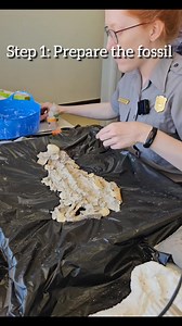 Remember: If you’re cold, they’re cold. 🥶Put them inside….an archival jacket! Archival jacketing is a process of creating a form-fitted plaster, fiberglass, and foam cradle that supports and protects fossil specimens that may be too large or complex for simpler storage methods. This specimen is a partial, articulated skeleton of Revueltosaurus callenderi. An archival jacket is appropriate for this fossil due to the high likelihood of handling for research and fragile nature of the specimen. Thi