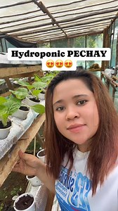 42 reactions · 51 shares | Hydroponic Pechay ❤️ #shema #hydroponics #hydroponicfarming #hydroponicgardening #pechay | She Ma | Facebook