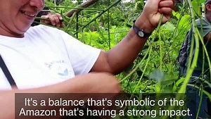 73K views · 127 shares | Can farming guayusa—a leaf used in an...