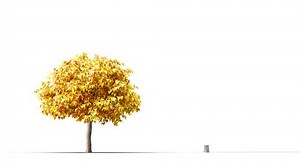 Trees Grow Small Largehigh Quality 3d Stock Footage Video (100% Royalty-free) 3511206141 | Shutterstock