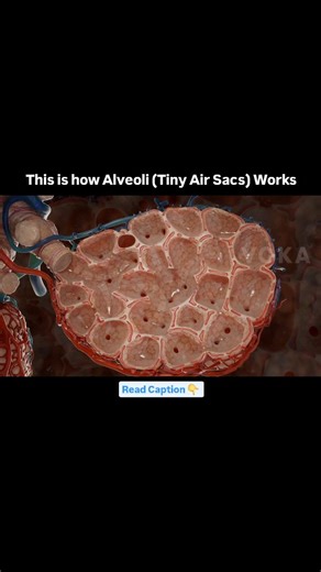 World of Biology on Instagram: "Alveoli are tiny air sacs in the lungs where gas exchange occurs. They play a crucial role in breathing by allowing oxygen to enter the blood and carbon dioxide to be expelled. When you breathe in, air travels down the trachea, through the bronchi and bronchioles, and finally reaches the alveoli. 👉"Alveolar Macrophages (Dust Cells)" These are immune cells found within the alveoli. They ingest and remove debris, bacteria, and dust particles, keeping the lungs clea